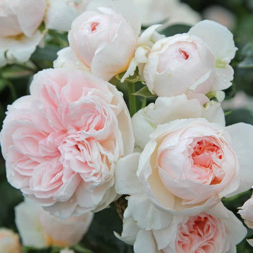 Kletterrose sabrina ist - kletterrose, ®`ist