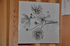 Karl Hubbuch, Cosmea, Blumen-