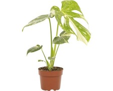 Fensterblatt floraself - fensterblatt,
