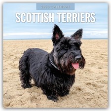 Scottish Terrier -