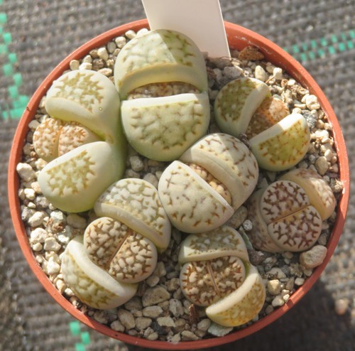 Lithops julii chrysocephala - julii, cv