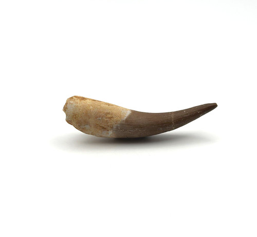 Großer plesiosaurus - großer,