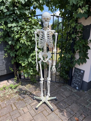 Lebensgroßes medizinsches