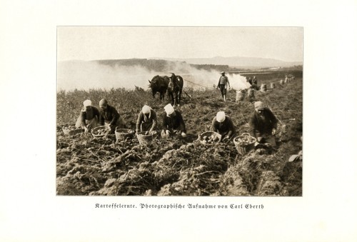 Kartoffelernte fotoabbildung - kartoffelernte,