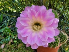 großes Kindel Brigittes Beauty Schick Echinopsis Lobivia Hybride Kaktus Cactus