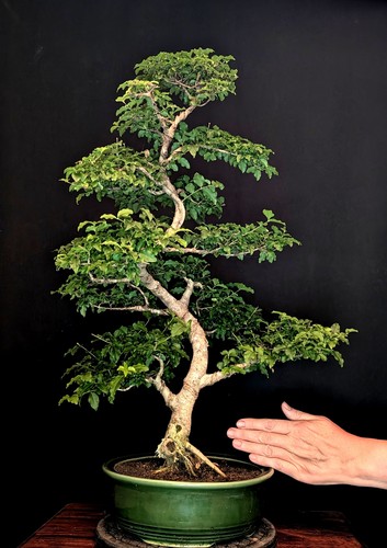Bonsai chinesischer liguster - chinesischer,