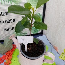Ficus  moclame   Jungpflanze