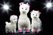 Loretta, die Lama-Queen aus