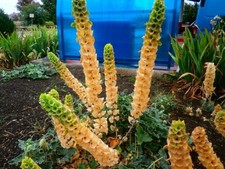 10x Samen Molucella "MUSCHELBLUME,  Samenfest.