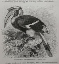 Doppelhornvogel Buceros