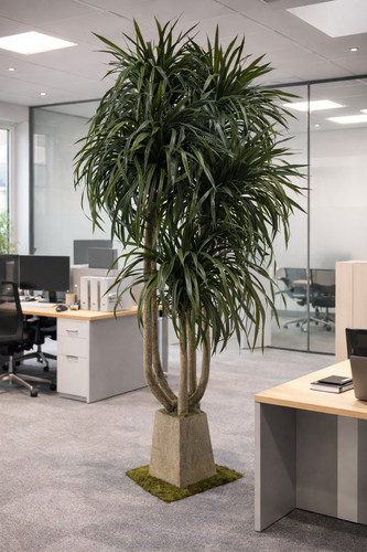 Künstliche dracaena - kÜnstliche,