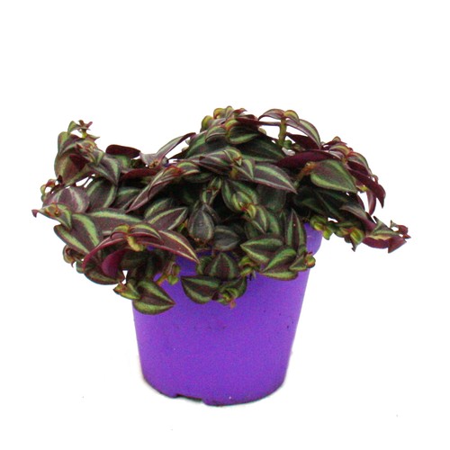 Tradescantia purple passion - purple,
