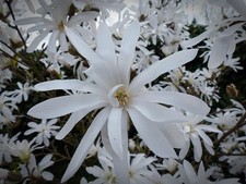 Magnolie stecklinge weiße - stecklinge,