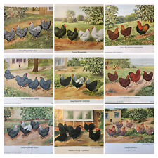 Geschenkidee Geflügel-Züchter nostalgische Kunstdrucke gerahmt Zwerg-Wyandotten