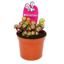 Fleischfressende Pflanze -