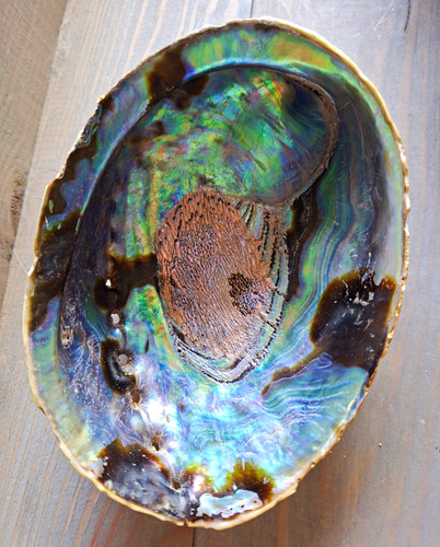 Muschelschale abalone mit - muschelschale,