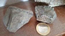 Verkieseltes holz - verkieseltes,