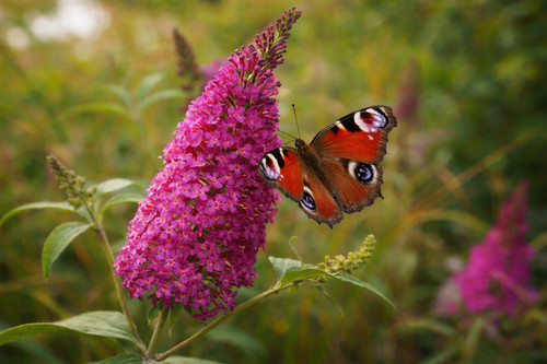 Buddleja royal redkräftige - royal,