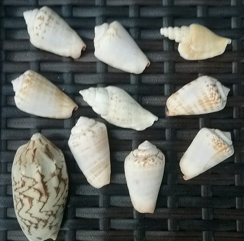 Muscheln zum basteln - zum,