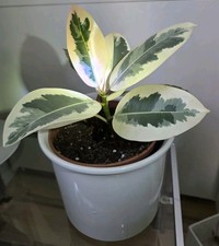 Wunderschöner Panaschierter Gummibaum Ficus elastica 'Tineke'