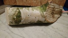 Deko Holz Birke Stamm ca  15x50cm 