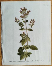 Oregano Origanum + Vietz