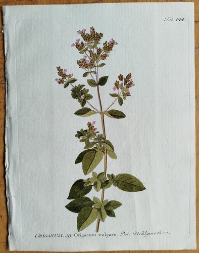 Oregano origanum vietz - origanum, +