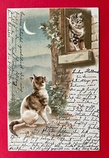 Litho AK 1902 Katzen Katze am