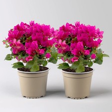 Bougainvillea, violett, Busch