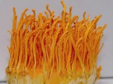 Cordyceps Militaris Mushroom Liquid Culture? Puppenkernkeule Pilz Flüssigkultur