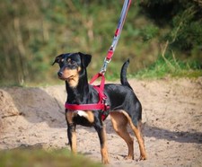 Nobby Norwegergeschirr Classic Preno Royal Hund Dog L, XL, S-M, M-L, L-XL