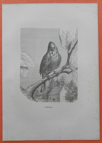 Goldammer emberiza citrinella - emberiza,