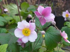 Staude Herbst Anemone hupehensis 'September Charm' 9x9 cm Topf