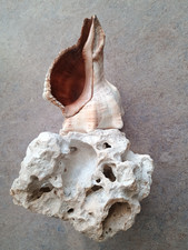 seltenes Lochgestein Schnecke