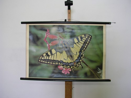 Schmetterling - ,
