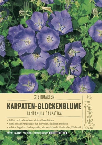 Campanula carpartica blaue - campanula, "blaue