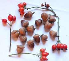 20 Eicheln mit Hut extra fest Deko Basteln Floristik Natur Herbst Kranz echt