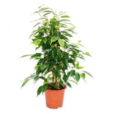 Exotenherz ficus benjamini - ficus,