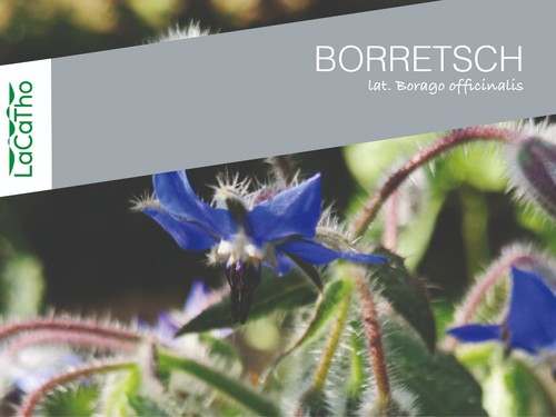 Samen borretsch sternblume - samen,