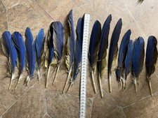 15 mittellange Papageienfedern