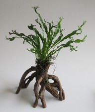 Wurzel mit Microsorium pt. windelov - Javafarn Mangrove Aquarienpflanze Aquarium