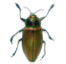 Käfer Euchroma gigantea  im Schaukasten.  Selten!