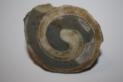 Fossile schnecke gosau 63 - schnecke, (es
