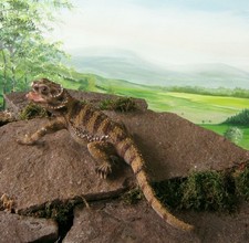 Bartagame Agamen Echsen Figur