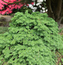 Japanische Lärche Little Boogle 30-40cm - Larix kaempferi