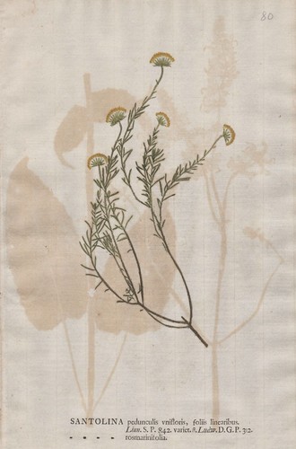 Santolina heiligenblume holy - heiligenblume,