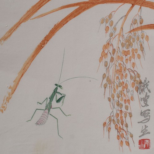 Baishi gottesanbeterin - baishi,