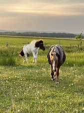 In unserem Offenstall in Elliehausen werden 2Plätze für  Island/Kleinpferde frei