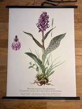 Knabenkraut Blume  Rollkarte Schulwandkarte 50 cm x 70 cm