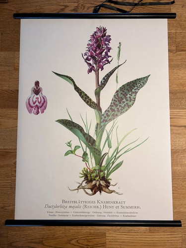 Knabenkraut blume rollkarte - ,